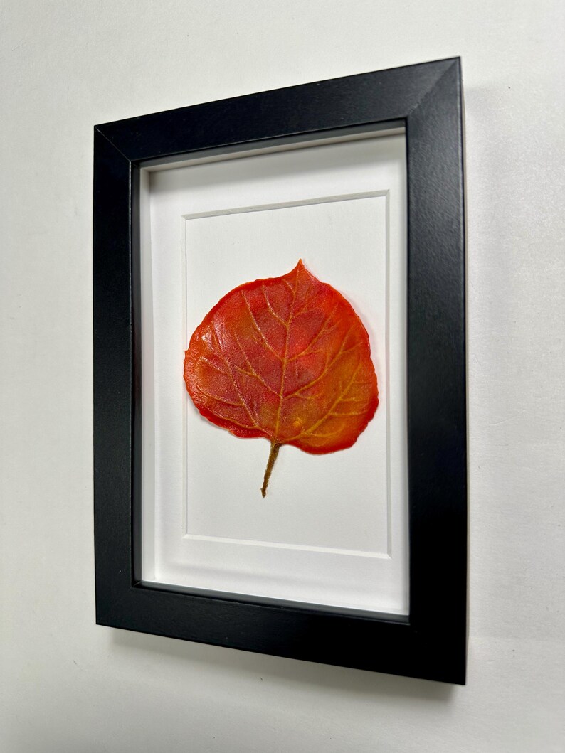 May include: A framed pressed leaf with a black frame and a white mat. The leaf is a vibrant orange and red color.