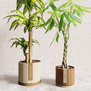 May include: Two potted plants with green and yellow leaves. The plant on the left has a tall, brown trunk and is in a beige and brown pot. The plant on the right has a braided trunk and is in a brown pot. The pots have tags that read "Personalized" and "Text".