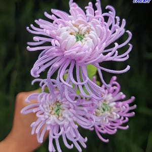 Op de afbeelding: Close-up van gehaakte chrysantenbloemen in tinten lavendel en wit, met groene centra. De bloemen hebben lange, delicate bloemblaadjes. De tekst "Chrysanthemum crochet pattern" staat rechtsboven.
