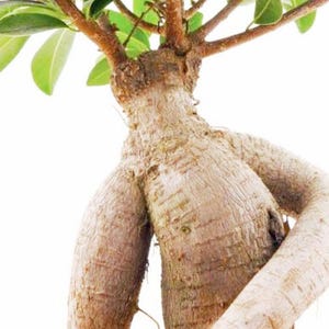 May include: A bonsai tree with a thick, textured trunk and branches. The trunk is a light brown color, with a rough, ridged texture. Green leaves are visible at the top of the tree. The background is plain white.