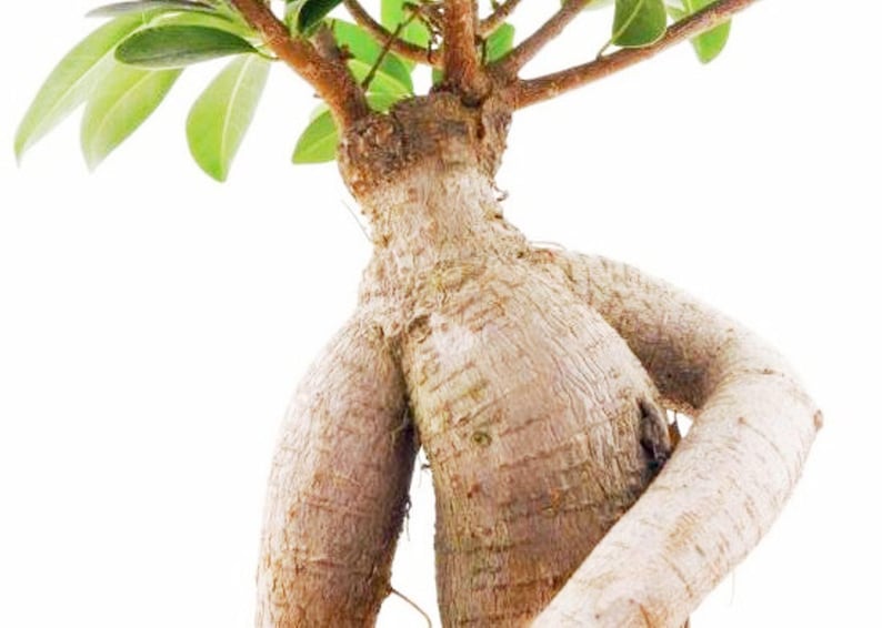 May include: A bonsai tree with a thick, textured trunk and branches. The trunk is a light brown color, with a rough, ridged texture. Green leaves are visible at the top of the tree. The background is plain white.