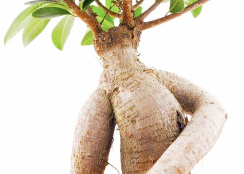 May include: A bonsai tree with a thick, textured trunk and branches. The trunk is a light brown color, with a rough, ridged texture. Green leaves are visible at the top of the tree. The background is plain white.