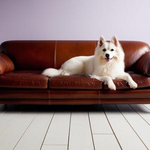 May include: A brown leather sofa with rolled arms. A white dog with a fluffy coat is lying on the sofa. The dog is looking at the camera. The sofa is on a white wooden floor.