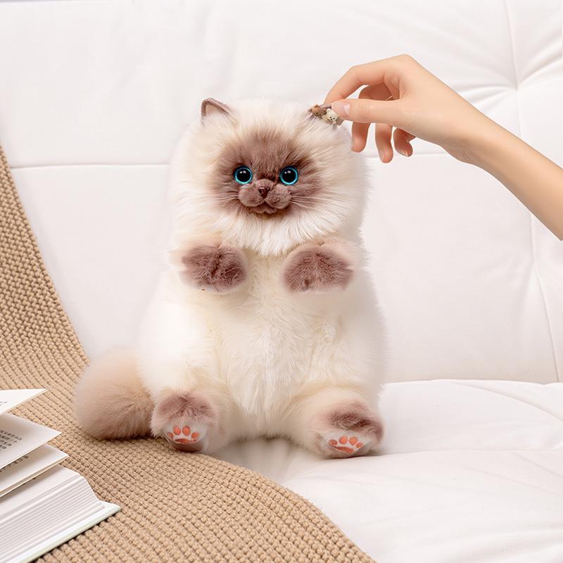Doll Cat Price Calico Ragdoll Kittens For Sale Persian Calico