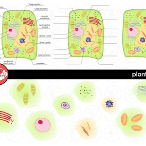 Conjunto de imágenes prediseñadas de diagrama de ciencia de células vegetales (300 ppp) Imágenes prediseñadas de maestro de escuela Diagrama de ciencia física