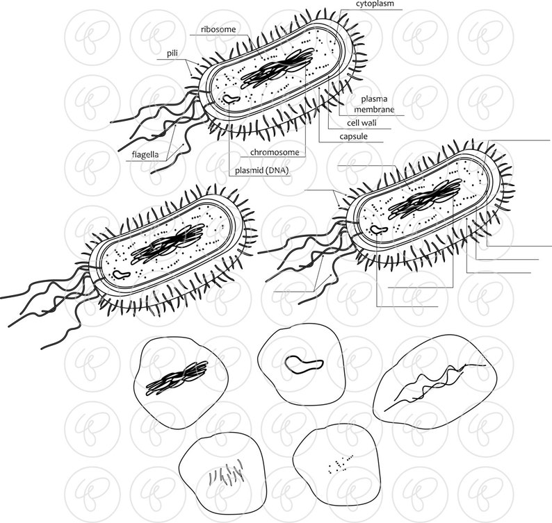 Bacteria Cell Science Diagram Clipart Set (300 Dpi) School Teacher Clip ...