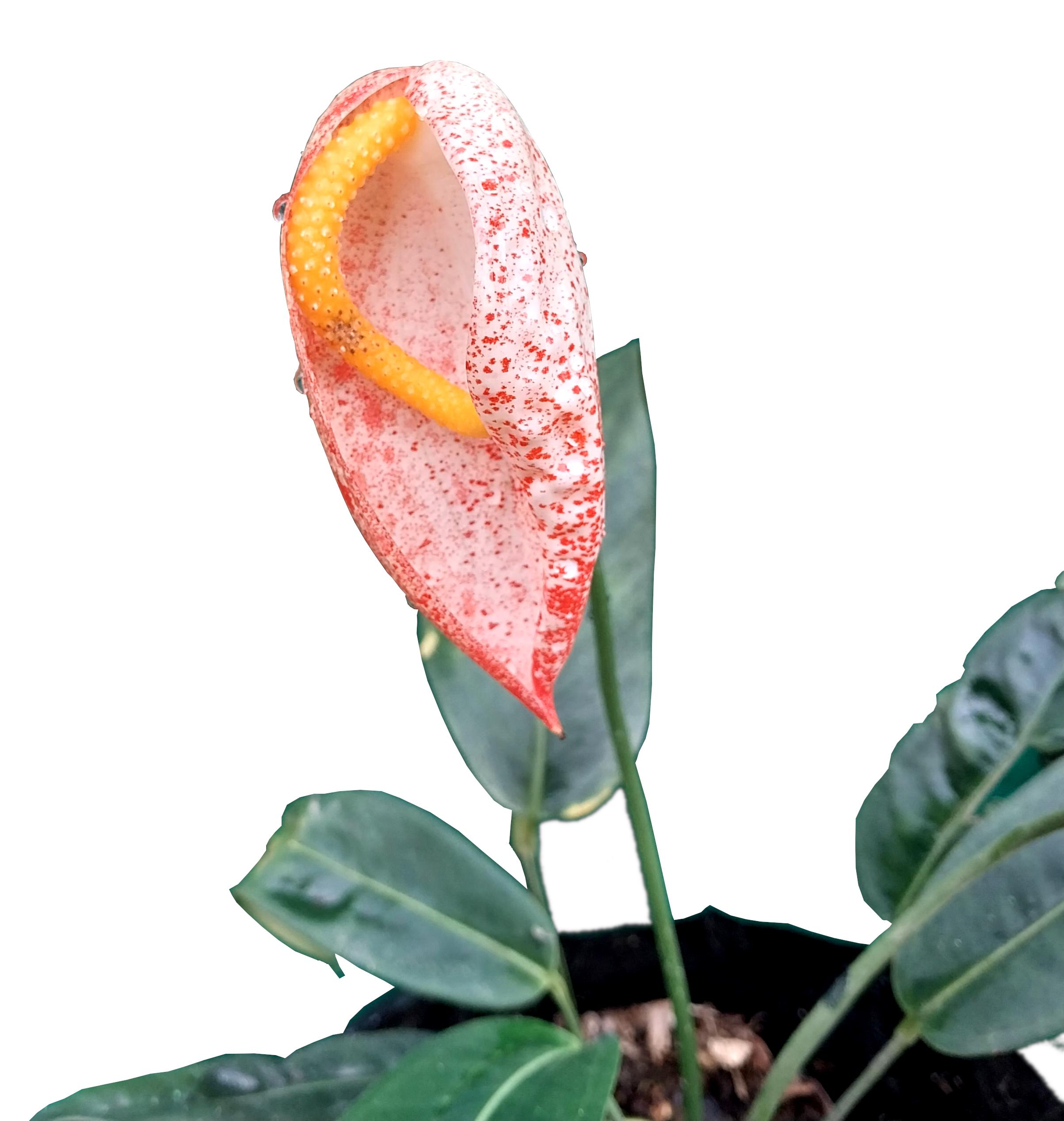pink air plant Houston Lite Pink Clump (Cotton Candy) main image 0