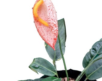 sageretia bonsai Bonsai Sageretia – tropical bonsai with fine leaves and graceful growth,  perfect for indoors – Secret Garden Plant Shop main image 0