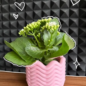 Puede incluir: Una pequeña planta en maceta con hojas verdes y flores blancas en una maceta rosa con bordes ondulados. La maceta está sobre una superficie de madera, con un fondo negro texturizado. Dibujos lineales blancos decorativos de corazones y una estrella.