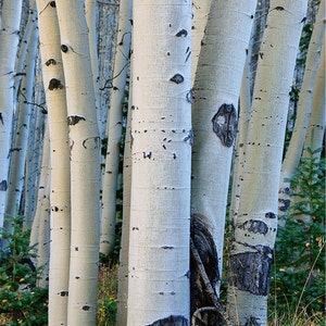 Foto van espenboomstammen in de herfst, Rocky Mountains (Colorado)