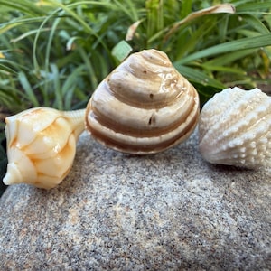 Handcrafted Seashell Car Vent Clips – Genuine Carolina Beach Shells, Ocean Decor