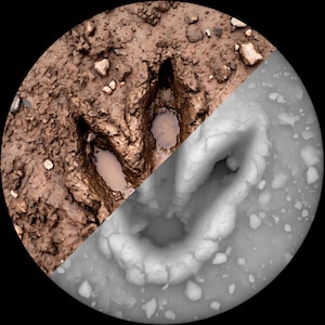 May include: A circular split-view image showing a three-toed dinosaur footprint. The left side displays the impression in brown, textured mud with small rocks. The right side shows the same footprint shape in white, frozen ice and snow.