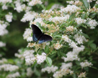 Butterflies among us