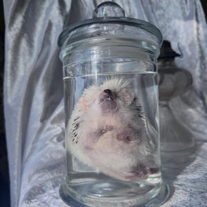 Hedgehog Wet Specimen (Read Description)