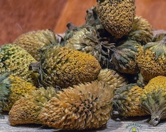 Buzz Buttons (Parakresse) – Einheimische Sonnenblumen aus Madagaskar | Standard-Grade für tägliches Wohlbefinden & Heimwerken