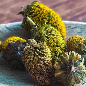 May include: A close-up of dried flower buds in a variety of shades of brown, yellow, and green. The buds are arranged in a bowl on a wooden surface.