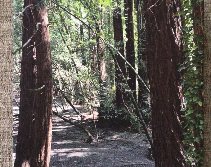Redwood Creek