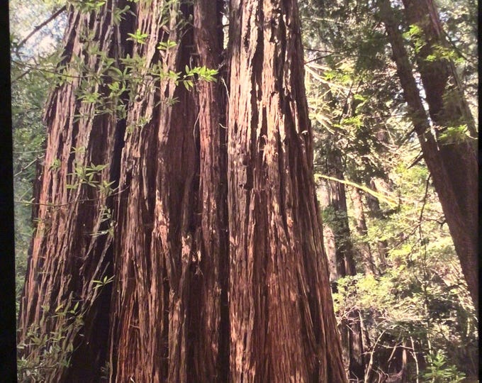 Redwood Trunks