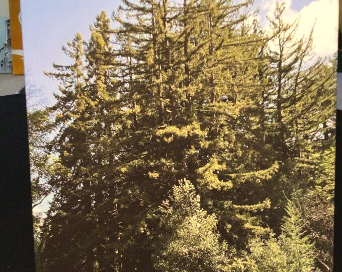 The Stand