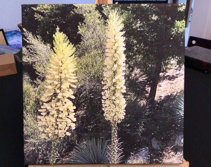 Chapparel Yucca