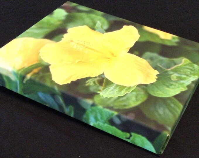 Yellow Poipu Hibiscus