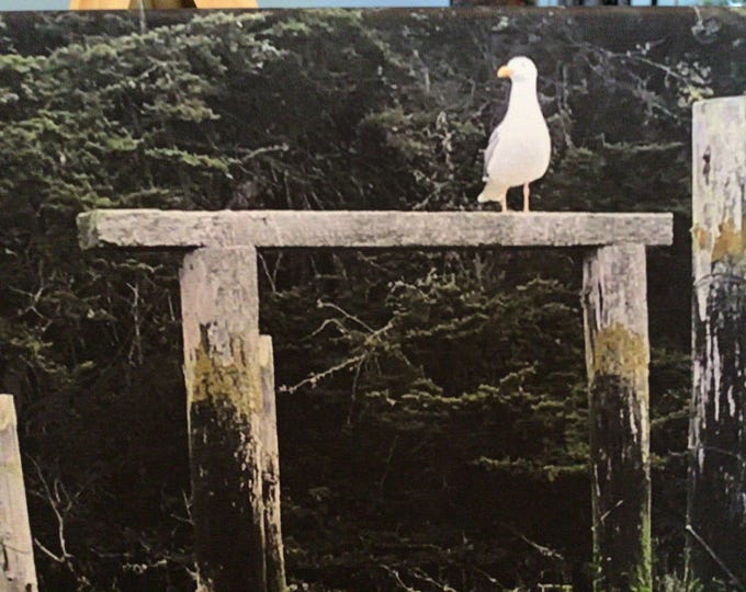 Tomales Bay Gull