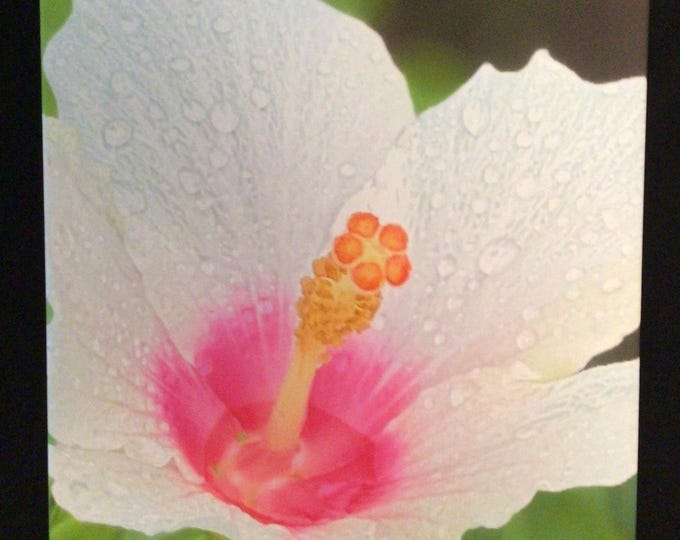 White Poipu Hibiscus