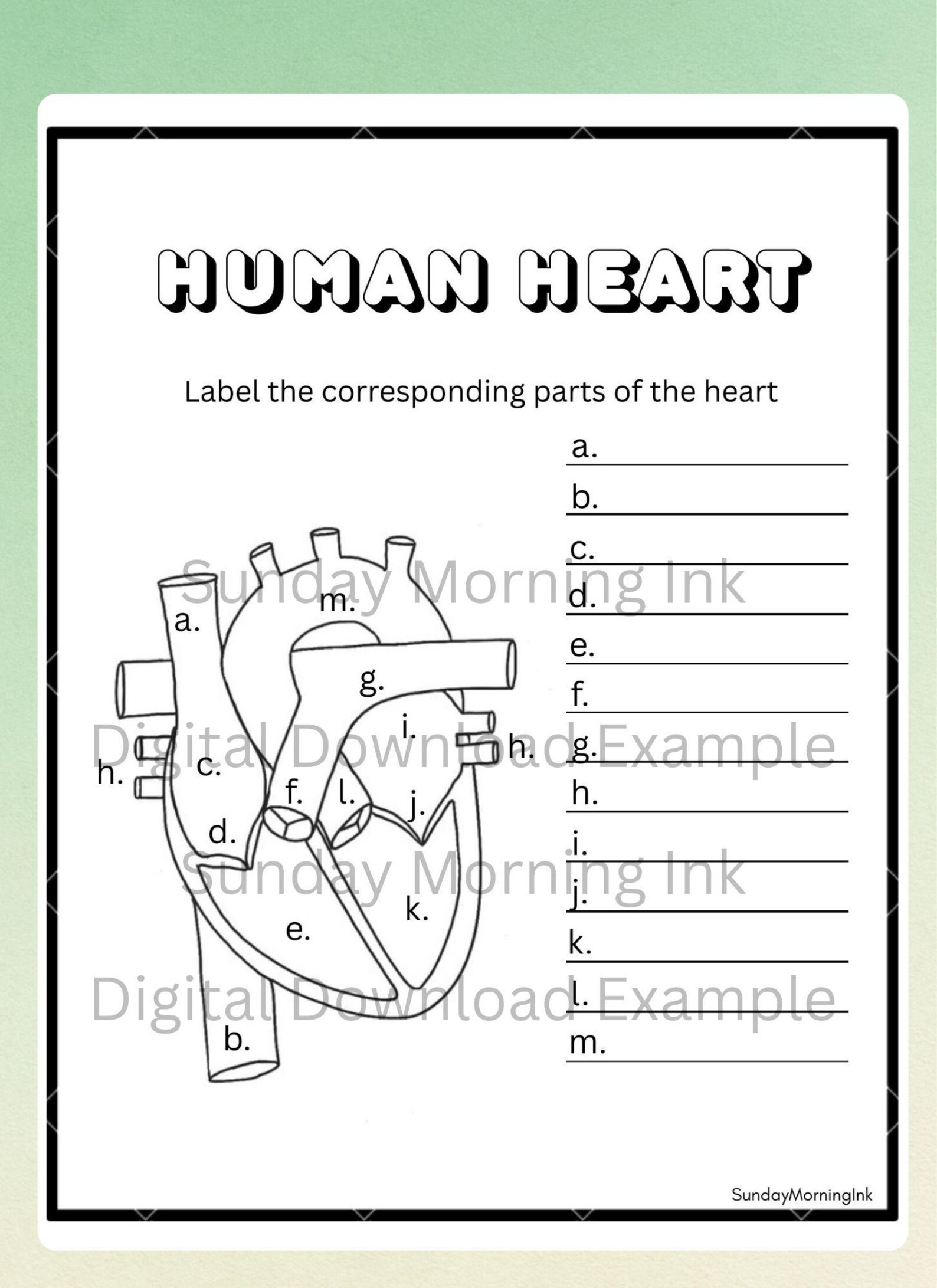 Heart Anatomy Worksheet Bundle, Nursing Study Guide, Biology Classroom ...