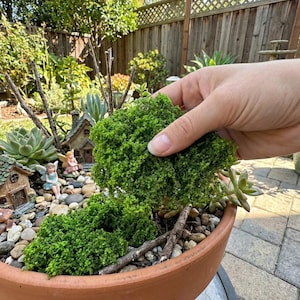 May include: A miniature fairy garden in a terracotta pot. The scene includes small fairy houses, figurines, and green moss. The garden is surrounded by small rocks, succulents, and twigs, creating a whimsical outdoor display.