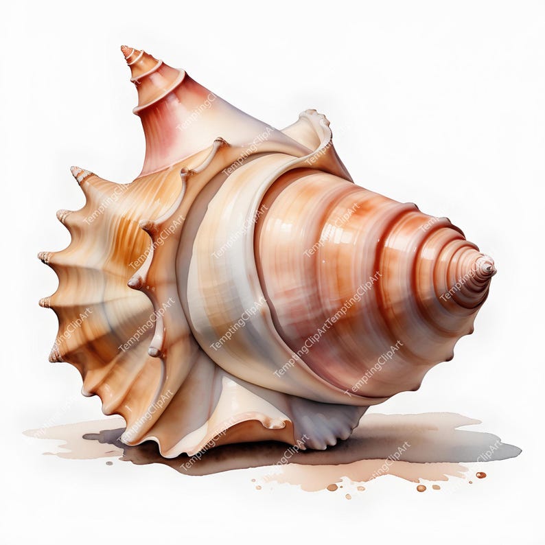 10 Watercolor Conch Shell Clipart | Realistic Beige & Pink Tones, Beach ...