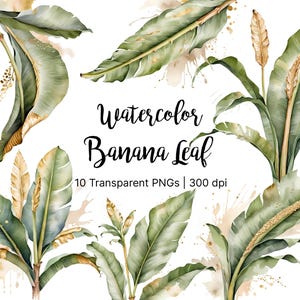 Aquarell Bananen Blatt Clipart | Helles Olivgrün mit Goldakzenten, minimalistische botanische Kunst, hochtransparente PNG, Sofort-Download
