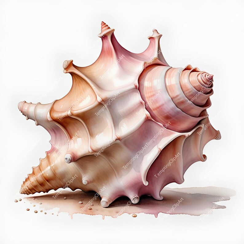 10 Watercolor Conch Shell Clipart | Realistic Beige & Pink Tones, Beach ...