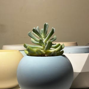 May include: A light blue round ceramic planter with a succulent plant inside. The planter is sitting on a table with other planters.
