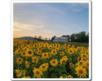 Sunflower Field Magnet - Laminated Floral Fridge Decor