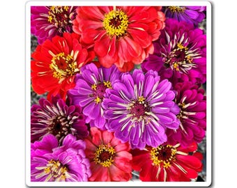 Zinnia-Blumen-Magnet, buntes Blumenküchen-Dekor