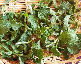 Horehound leaf, wild harvested DRIED