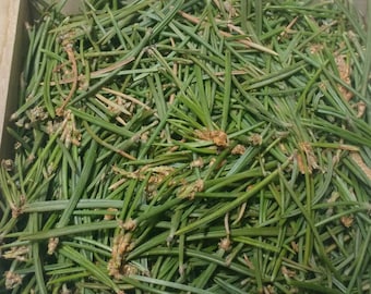 Pinion Pine Needles harvested in Sedona, AZ