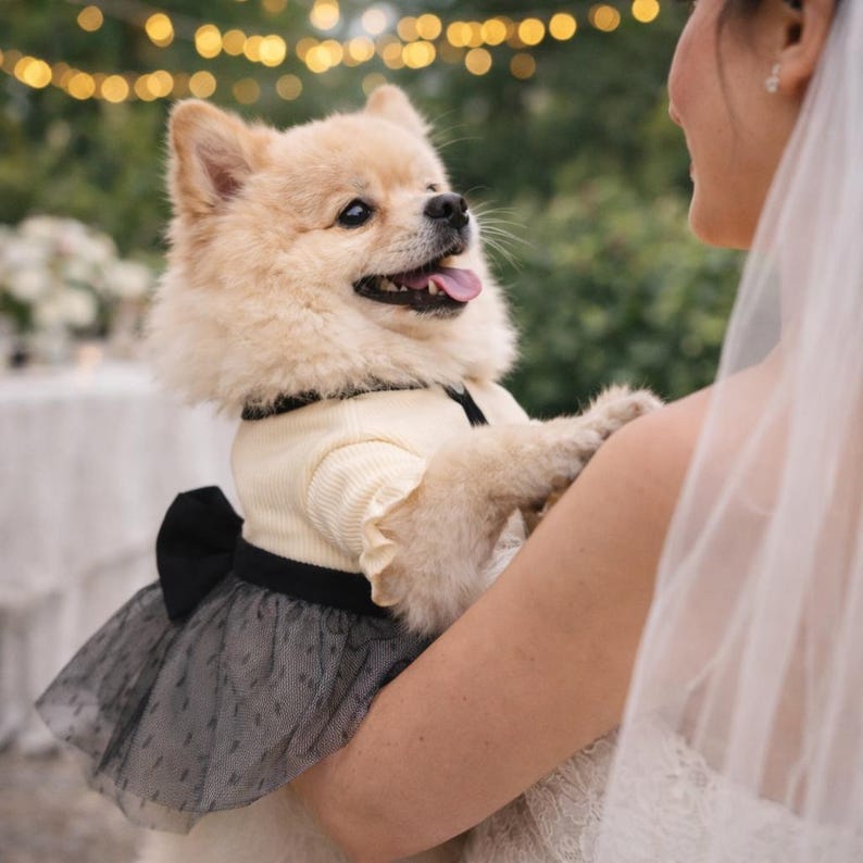 May include: A cream-colored Pomeranian dog wearing a cream-colored sweater with a black bow and a black and gray tulle skirt. The dog is being held by a person wearing a white dress and veil. The background is blurred with soft lighting.