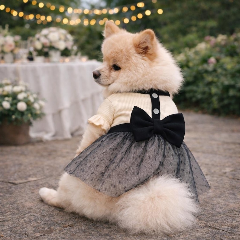 May include: A small, light-colored dog wearing a cream-colored sweater with a black bow and a black and gray dotted tulle skirt. The dog is sitting outdoors, with a blurred background of greenery and a table.