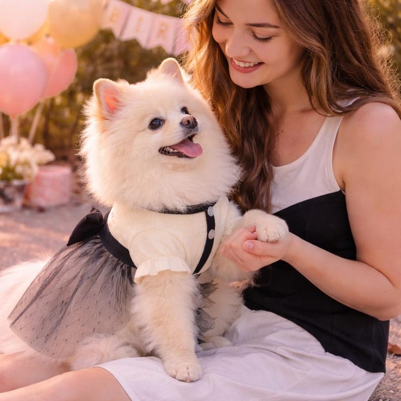 May include: A fluffy white Pomeranian dog wearing a cream-colored dress with black accents, including a bow and buttons. The dog is sitting and looking up, with a person holding its paw. Pink and yellow balloons are in the background.