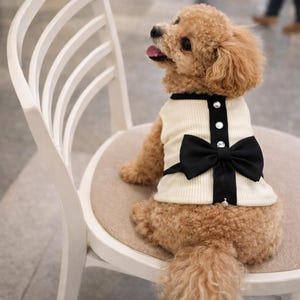May include: A small, light brown dog wearing a cream-colored dog sweater with a black bow and trim. The sweater has three decorative buttons down the front. The dog is sitting on a white chair with a curved back.