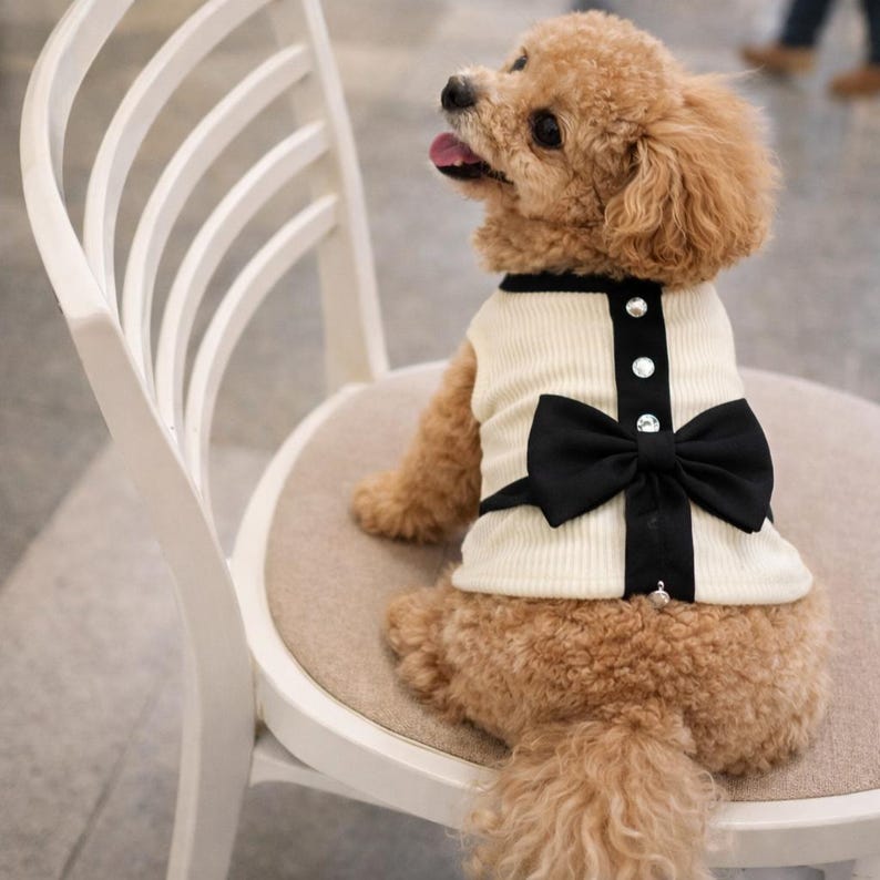 May include: A small, light brown dog wearing a cream-colored dog sweater with a black bow and trim. The sweater has three decorative buttons down the front. The dog is sitting on a white chair with a curved back.