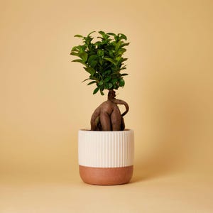 ペット葬儀用骨壷 - The Paw（サイズS）｜植物スペース付き｜控えめなデザイン｜フランス製｜カスタマイズ可能