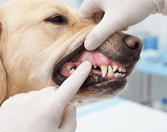 Guía de salud canina / Signos vitales, cuidados preventivos, señales de alerta (Descarga digital)