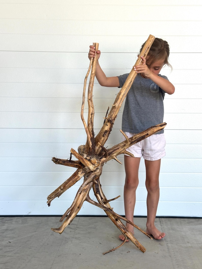 Tree Root | Cedar Root | Exposed Tree Root | Wall Decor | Art | Craft ...