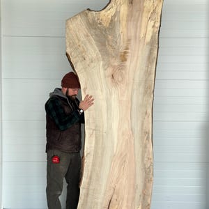 May include: A large, unfinished slab of light-colored wood with natural edges. The wood grain is visible, and the slab has a unique shape. The wood appears to be freshly cut and ready for use in furniture or other woodworking projects.