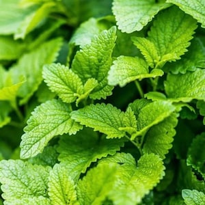 Può includere: Un gruppo di foglie di melissa di un verde vibrante caratterizzate da un bordo seghettato distinto e da una superficie ruvida e venata. Il fogliame è densamente raggruppato e mostra varie tonalità di verde brillante e scuro.
