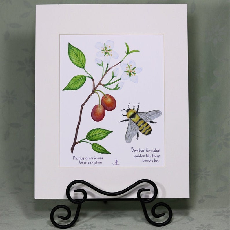 Golden northern bumble bee and American Watercolor botanical giclee print