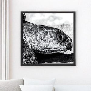 Puede incluir: Impresión en blanco y negro enmarcada de la cabeza de una tortuga. El primer plano muestra la piel texturizada y los detalles del rostro de la tortuga, con énfasis en el ojo y el pico. La obra de arte se exhibe en una pared blanca.