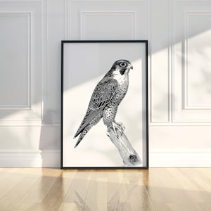 Dibujo de línea de pájaro halcón, dibujo a lápiz, ilustración de animal, póster imprimible, arte de pared, impresión, decoración moderna para el hogar, descarga digital